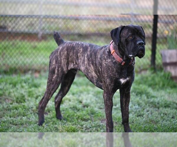 Medium Photo #2 Mutt Puppy For Sale in Santa Cruz, CA, USA