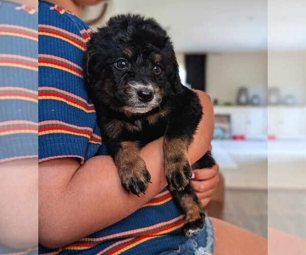 Medium Photo #24 Bernedoodle (Miniature) Puppy For Sale in DAVIS, CA, USA