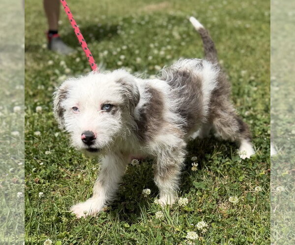 Medium Photo #3 Mutt Puppy For Sale in Yardley, PA, USA