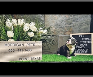 Bulldog Puppy for sale in POINT, TX, USA