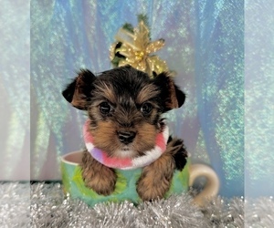 Yorkshire Terrier Puppy for Sale in CASSVILLE, Missouri USA