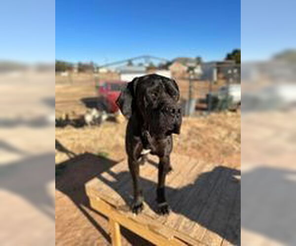 Medium Photo #3 Daniff Puppy For Sale in Bullard, TX, USA