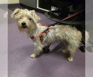 Silky Terrier-Unknown Mix Dogs for adoption in Long Beach, CA, USA