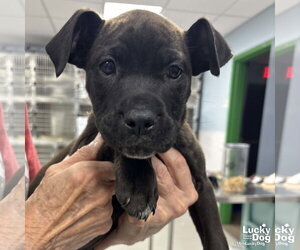 Labrador Retriever-Unknown Mix Dogs for adoption in Washington, DC, USA