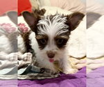 Small Photo #2 Mutt Puppy For Sale in Boca Raton, FL, USA