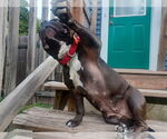 Small #2 Staffordshire Bull Terrier