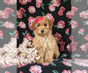 Goldendoodle (Miniature) Puppy for sale in NOTTINGHAM, PA, USA