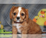Small #1 Cavalier King Charles Spaniel