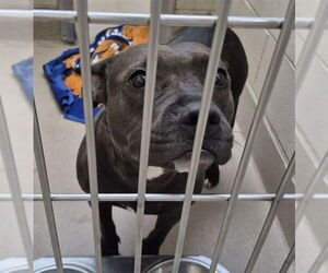 American Pit Bull Terrier Dogs for adoption in Decatur, IL, USA