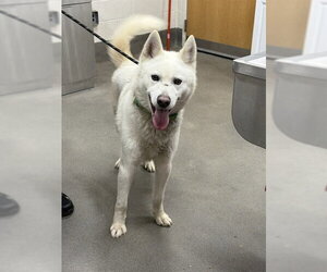 German Shepherd Dog Dogs for adoption in Forestville, MD, USA