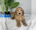 Small Goldendoodle (Miniature)