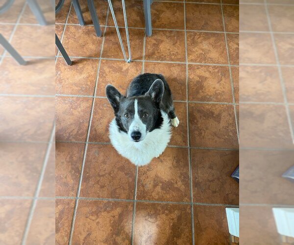 Medium Photo #5 Mutt Puppy For Sale in Denver , CO, USA