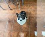 Small #4 Mutt