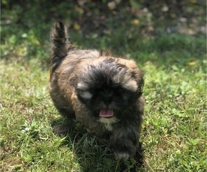 Shih Tzu Puppy for sale in MILTON, FL, USA