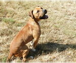 Small #3 Boxer Mix