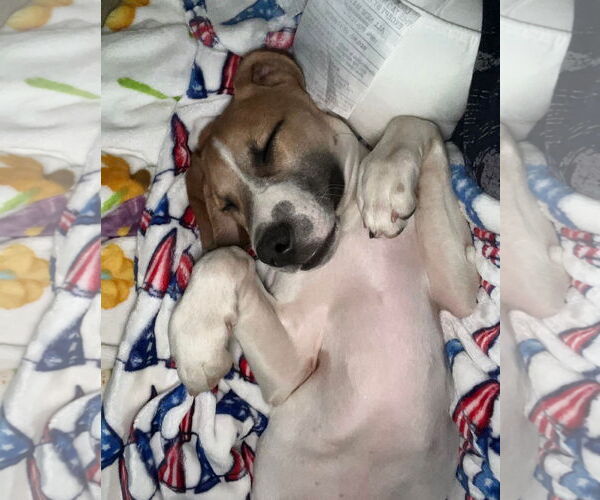 Medium Photo #31 American Pit Bull Terrier-Treeing Walker Coonhound Mix Puppy For Sale in Spotsylvania, VA, USA