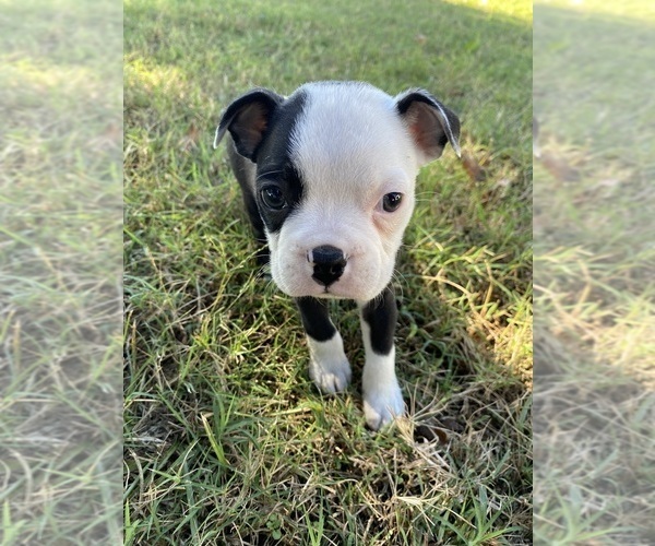 Medium Photo #2 Boston Terrier Puppy For Sale in FREDONIA, KS, USA