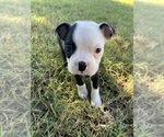 Small #1 Boston Terrier