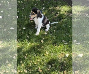 Labrador Retriever-Unknown Mix Dogs for adoption in Woodbury, NY, USA