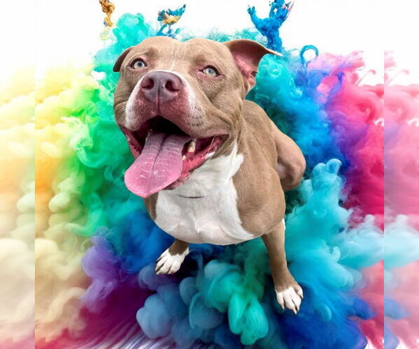 Medium Photo #4 American Pit Bull Terrier Puppy For Sale in Glen Allen, VA, USA