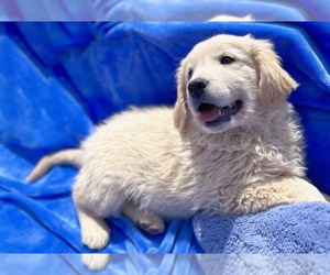 English Cream Golden Retriever Puppy for sale in COLORADO SPRINGS, CO, USA