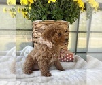 Small Photo #2 Poodle (Toy) Puppy For Sale in WEST PLAINS, MO, USA
