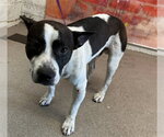 Small Fox Terrier (Toy) Mix