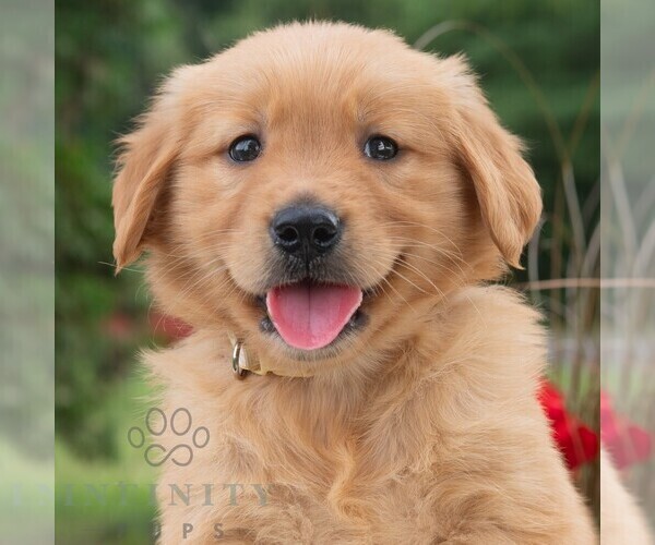 Medium Photo #6 Golden Retriever Puppy For Sale in NEWPORT, PA, USA