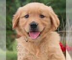 Small #5 Golden Retriever