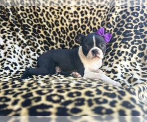Boston Terrier Puppy for sale in LAKELAND, FL, USA