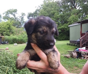 German Shepherd Dog Puppy for sale in CAVE SPRING, GA, USA