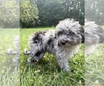 Small #33 Cavapoo (Miniature)