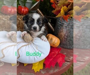 Chihuahua Puppy for sale in LEBANON, PA, USA