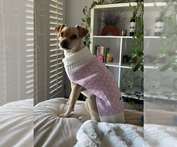 Medium Photo #4 Chihuahua-Unknown Mix Puppy For Sale in Newport Beach, CA, USA