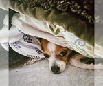 Small #3 Rat Terrier Mix
