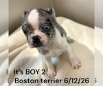 Small #2 Boston Terrier