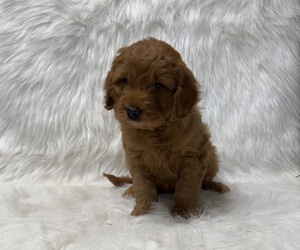 Goldendoodle Puppy for sale in WITHEE, WI, USA