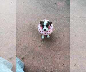 English Springer Spaniel-Unknown Mix Dogs for adoption in Sheboygan, WI, USA