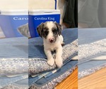 Small #2 Australian Shepherd Mix