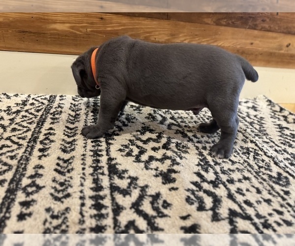 Medium Photo #27 Cane Corso Puppy For Sale in BARBOURSVILLE, VA, USA
