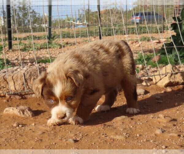 Medium Photo #15 Miniature Australian Shepherd Puppy For Sale in WITTMANN, AZ, USA