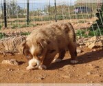 Small Photo #15 Miniature Australian Shepherd Puppy For Sale in WITTMANN, AZ, USA