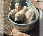 Small Photo #1 Great Pyrenees Puppy For Sale in WAXHAW, NC, USA