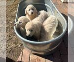 Small Great Pyrenees