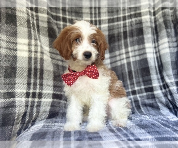 Medium Photo #6 Cavapoo Puppy For Sale in LAKELAND, FL, USA