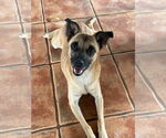 Small #4 Border Terrier-Chihuahua Mix