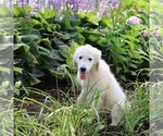 Small Photo #14 Golden Retriever Puppy For Sale in GAP, PA, USA
