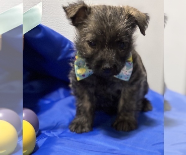 Medium Photo #3 Cairn Terrier Puppy For Sale in HASTINGS, NE, USA