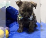 Small #2 Cairn Terrier