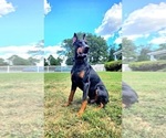 Small Photo #1 Doberman Pinscher Puppy For Sale in ALEXANDRIA, VA, USA